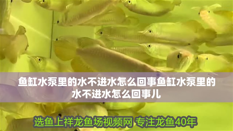 魚缸水泵里的水不進水怎么回事魚缸水泵里的水不進水怎么回事兒