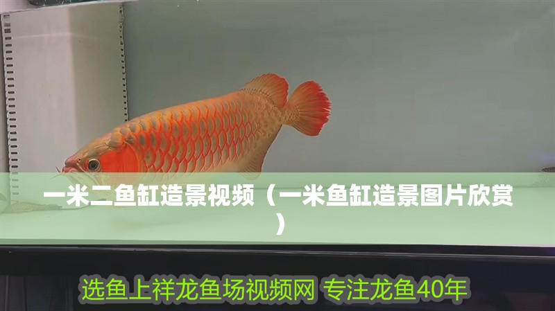 一米二魚缸造景視頻（一米魚缸造景圖片欣賞）