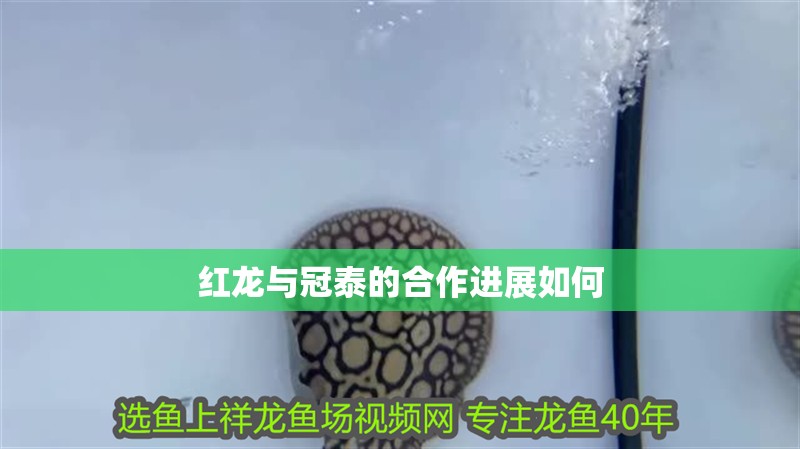 紅龍與冠泰的<strong><mark>合作</mark></strong>進(jìn)展如何