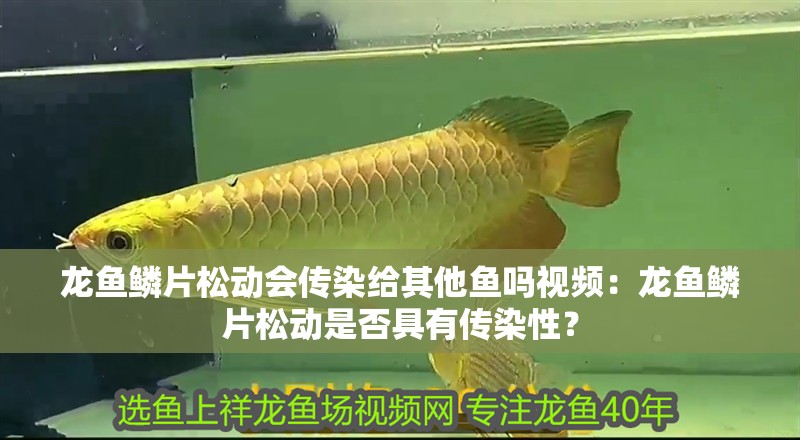 龍魚鱗片松動會傳染給其他魚嗎視頻：龍魚鱗片松動是否具有傳染性？