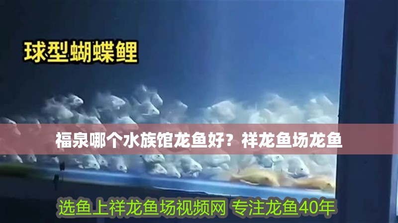 福泉哪個水族館龍魚好？祥龍魚場龍魚
