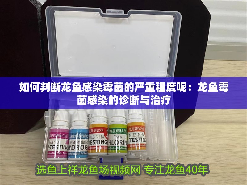 如何判斷龍魚感染霉菌的嚴重程度呢：龍魚霉菌感染的診斷與治療