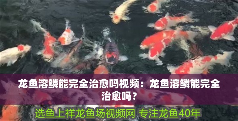 龍魚溶鱗能完全治愈嗎視頻：龍魚溶鱗能完全治愈嗎？