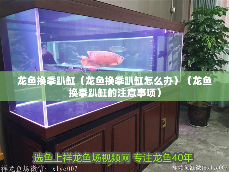 龍魚換季趴缸（龍魚換季趴缸怎么辦）（龍魚換季趴缸的注意事項）
