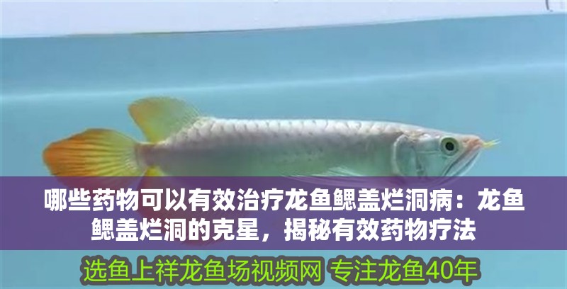 哪些藥物可以有效治療龍魚鰓蓋爛洞病：龍魚鰓蓋爛洞的克星，揭秘有效藥物療法