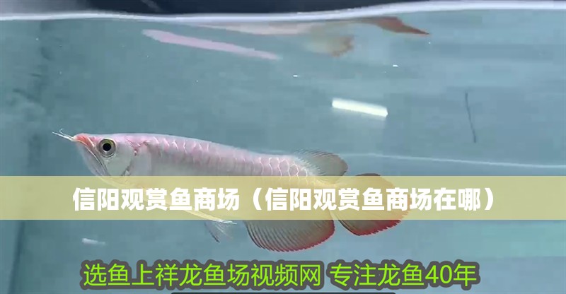 信陽觀賞魚商場（信陽觀賞魚商場在哪）