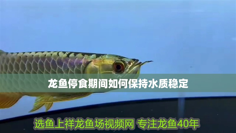 龍魚停食期間如何保持水質穩定