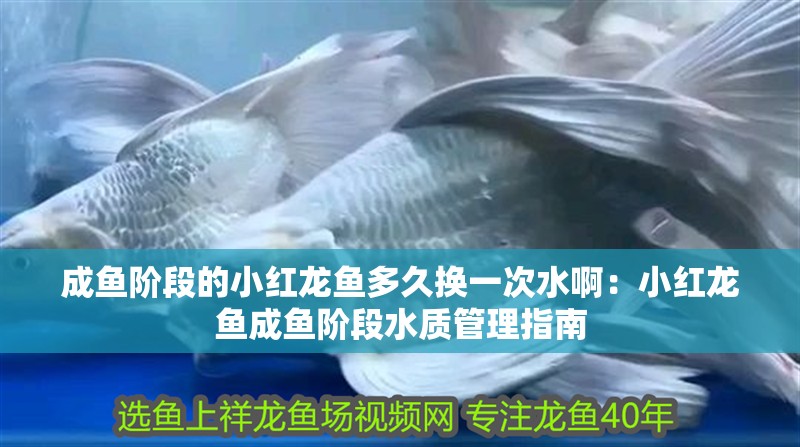 成魚(yú)階段的小紅龍魚(yú)多久換一次水啊：小紅龍魚(yú)成魚(yú)階段水質(zhì)管理指南