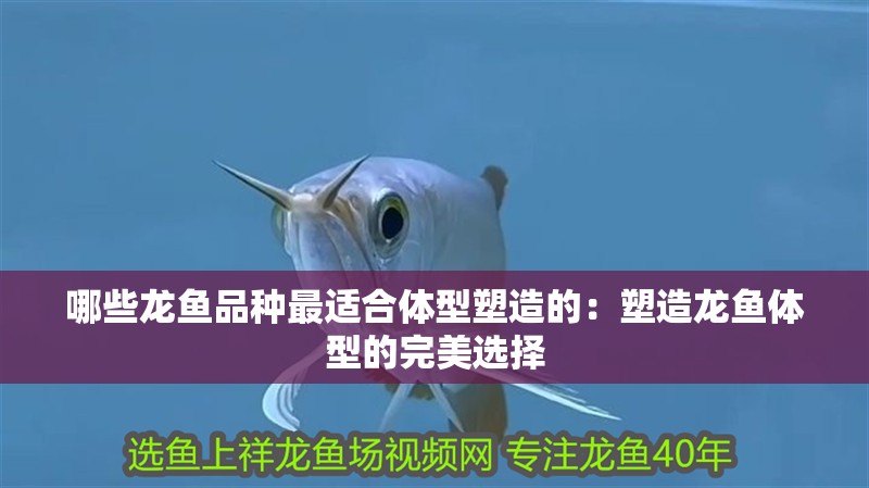 哪些龍魚品種最適合體型塑造的：塑造龍魚體型的完美選擇