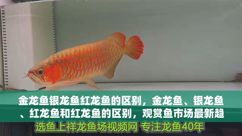 金龍魚銀龍魚紅龍魚的區別，金龍魚、銀龍魚、紅龍魚和紅龍魚的區別，觀賞魚市場最新趨勢