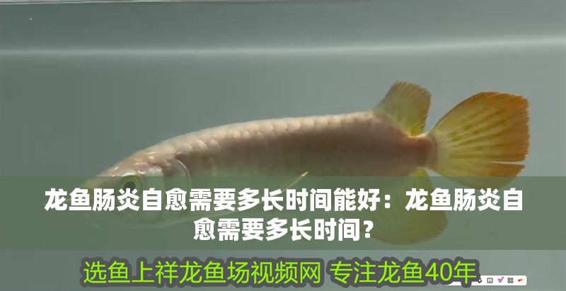 龍魚腸炎自愈需要多長時間能好：龍魚腸炎自愈需要多長時間？