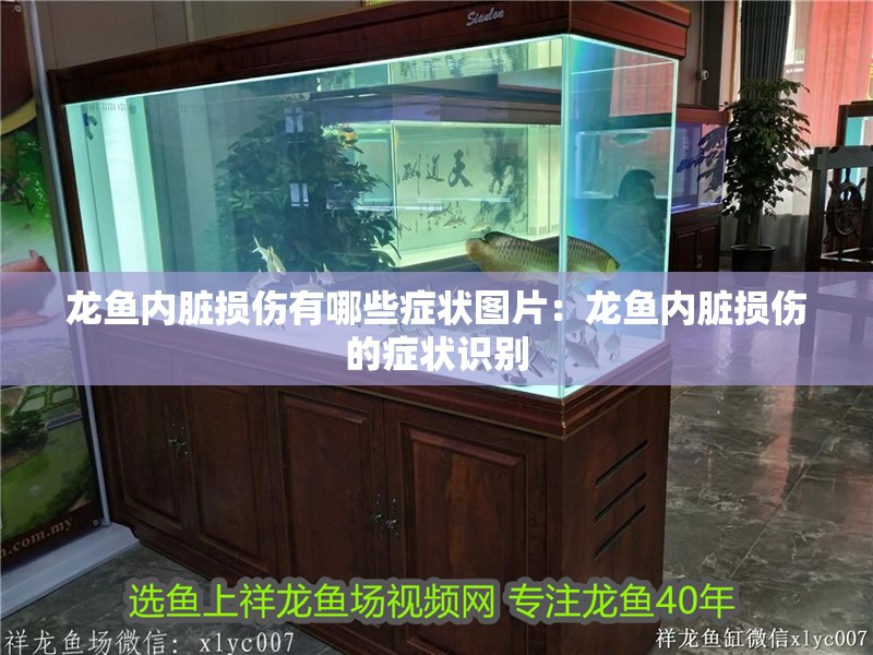 龍魚內臟損傷有哪些癥狀圖片：龍魚內臟損傷的癥狀識別