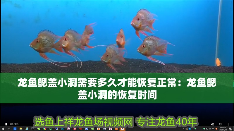 龍魚鰓蓋小洞需要多久才能恢復正常：龍魚鰓蓋小洞的恢復時間