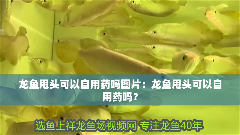 龍魚甩頭可以自用藥嗎圖片：龍魚甩頭可以自用藥嗎？