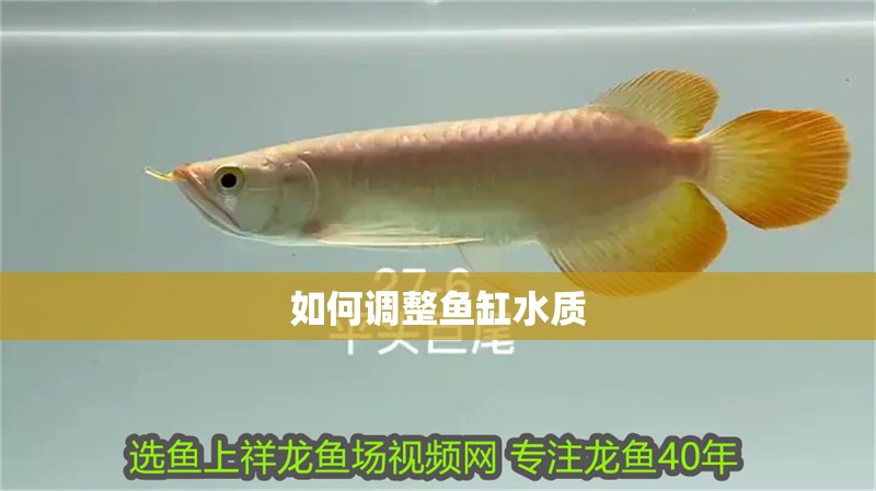 如何調整魚缸水質