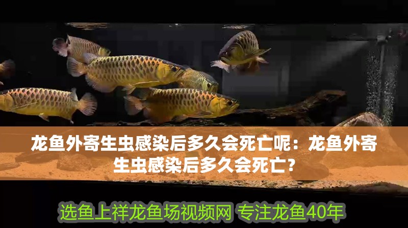 龍魚外寄生蟲感染后多久會死亡呢：龍魚外寄生蟲感染后多久會死亡？