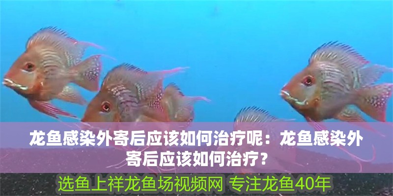 龍魚感染外寄后應(yīng)該如何治療呢：龍魚感染外寄后應(yīng)該如何治療？