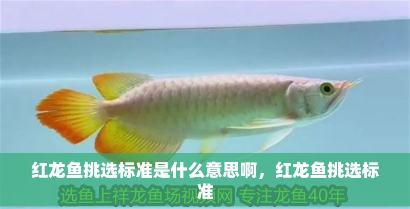 紅龍魚挑選標(biāo)準(zhǔn)是什么意思啊，紅龍魚挑選標(biāo)準(zhǔn)