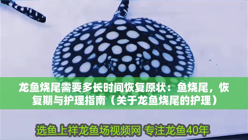 龍魚燒尾需要多長時(shí)間恢復(fù)原狀：魚燒尾，恢復(fù)期與護(hù)理指南（關(guān)于龍魚燒尾的護(hù)理）