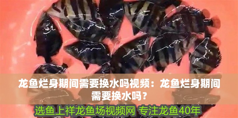 龍魚爛身期間需要換水嗎視頻：龍魚爛身期間需要換水嗎？