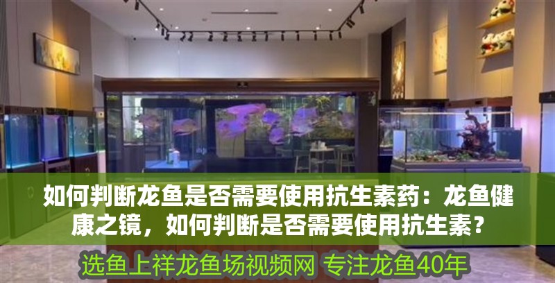 如何判斷龍魚是否需要使用抗生素藥：龍魚健康之鏡，如何判斷是否需要使用抗生素？