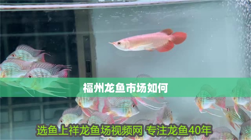 福州龍魚市場如何