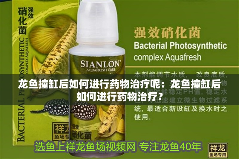 龍魚撞缸后如何進行藥物治療呢：龍魚撞缸后如何進行藥物治療？