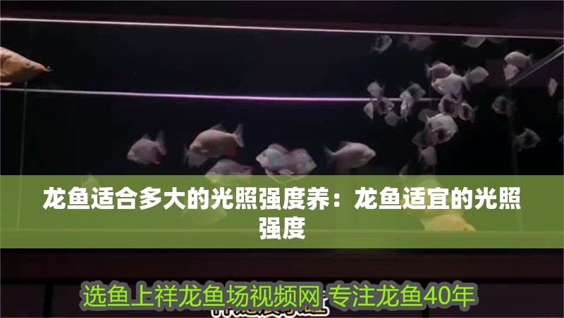 龍魚適合多大的光照強度養：龍魚適宜的光照強度