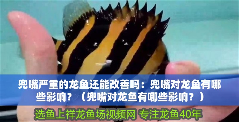 兜嘴嚴重的龍魚還能改善嗎：兜嘴對龍魚有哪些影響？（兜嘴對龍魚有哪些影響？）