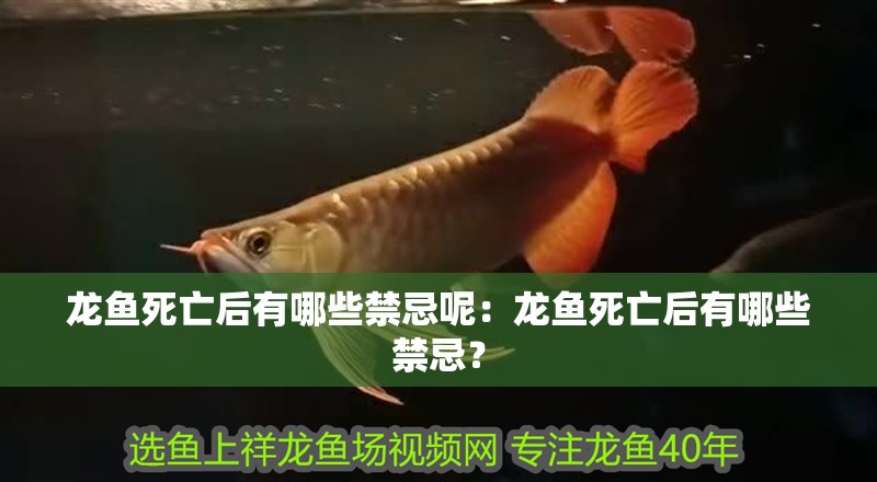 詳細閱讀:龍魚死亡后有哪些禁忌呢:龍魚死亡后有哪些禁忌? 龍魚死亡后有哪些禁忌呢:龍魚死亡后有哪些禁忌?