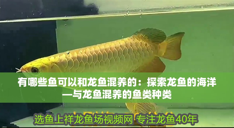 有哪些魚可以和龍魚混養(yǎng)的：探索龍魚的海洋—與龍魚混養(yǎng)的魚類種類