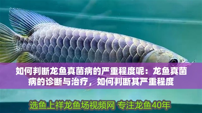 如何判斷龍魚真菌病的嚴重程度呢：龍魚真菌病的診斷與治療，如何判斷其嚴重程度