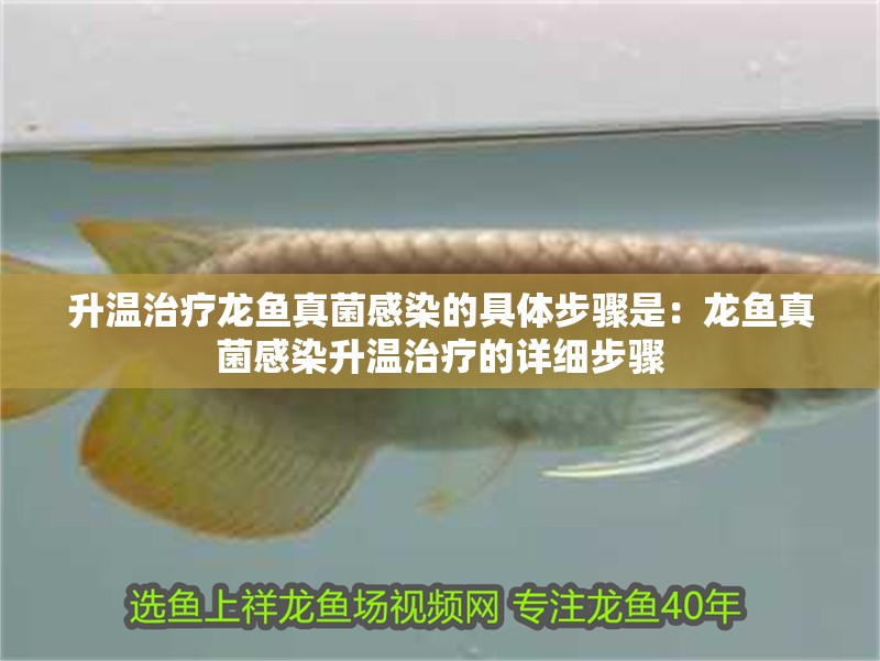 升溫治療龍魚真菌感染的具體步驟是：龍魚真菌感染升溫治療的詳細(xì)步驟