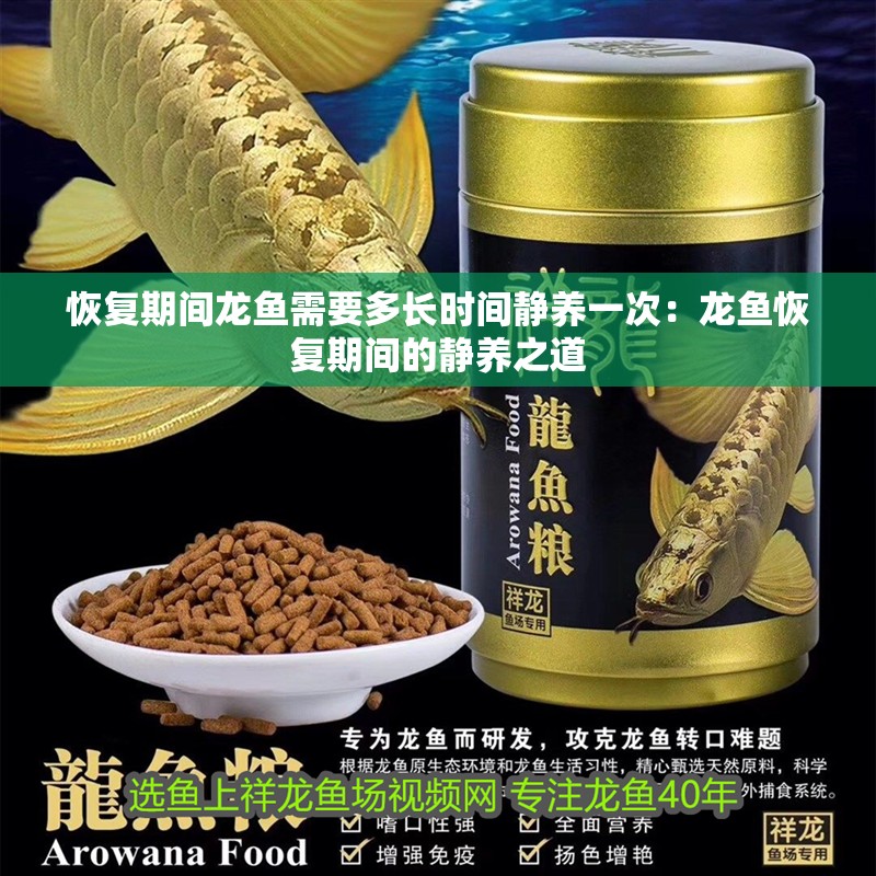 恢復(fù)期間龍魚需要多長時間靜養(yǎng)一次：龍魚恢復(fù)期間的靜養(yǎng)之道