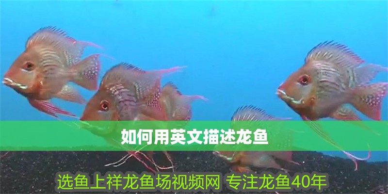 如何用英文描述龍魚