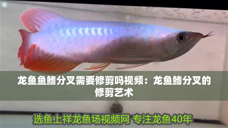 龍魚魚鰭分叉需要修剪嗎視頻：龍魚鰭分叉的修剪藝術