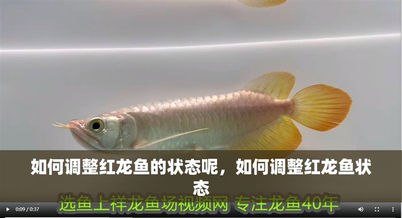 如何調整紅龍魚的狀態呢，如何調整紅龍魚狀態