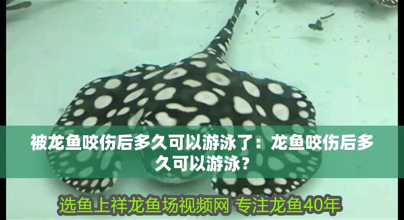 被龍魚咬傷后多久可以游泳了：龍魚咬傷后多久可以游泳？
