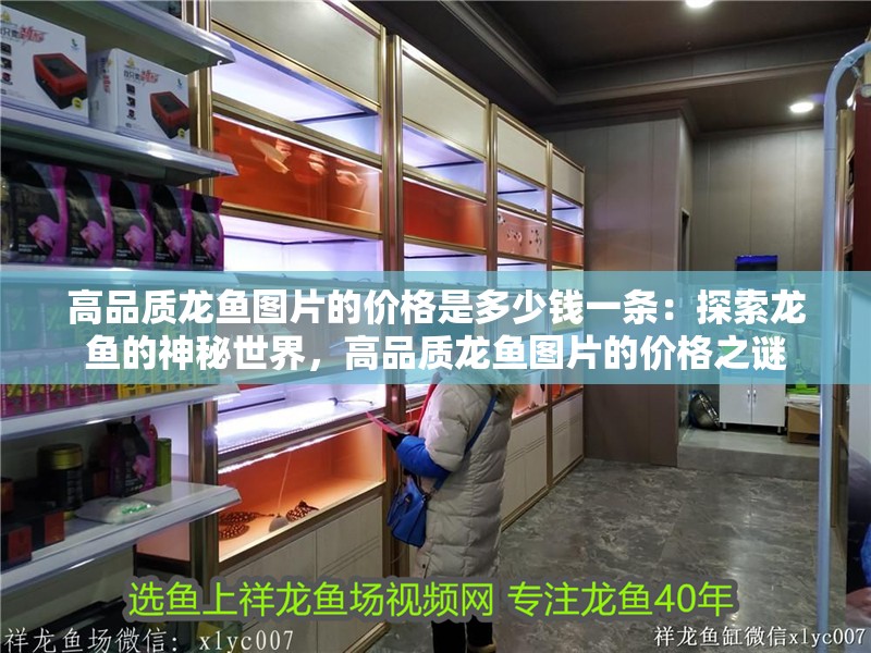 高品質龍魚圖片的價格是多少錢一條：探索龍魚的神秘世界，高品質龍魚圖片的價格之謎