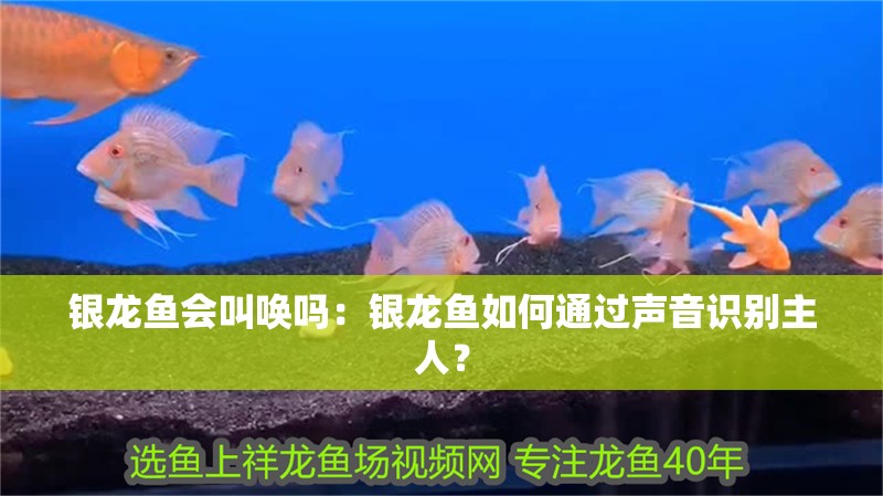 銀龍魚會叫喚嗎：銀龍魚如何通過聲音識別主人？