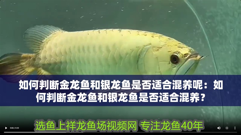 如何判斷金龍魚和銀龍魚是否適合混養呢：如何判斷金龍魚和銀龍魚是否適合混養？