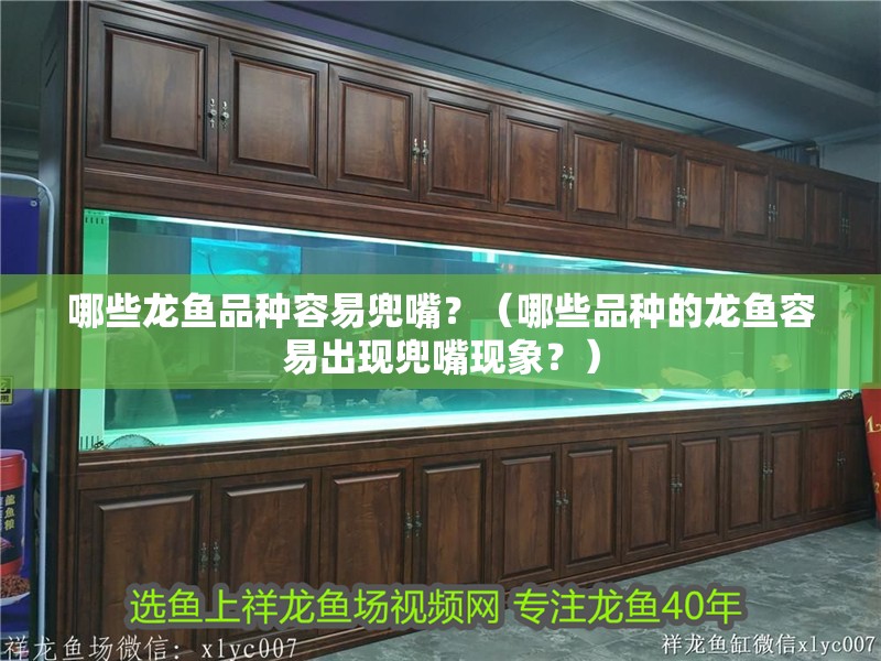 哪些龍魚品種容易兜嘴？（哪些品種的龍魚容易出現兜嘴現象？） 哪些龍魚品種容易兜嘴？（哪些品種的龍魚容易出現兜嘴現象？） 龍魚百科