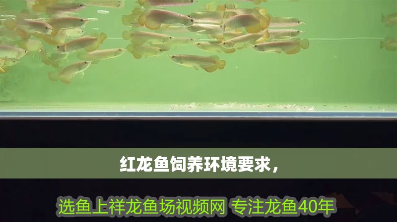 紅龍魚飼養環境要求，