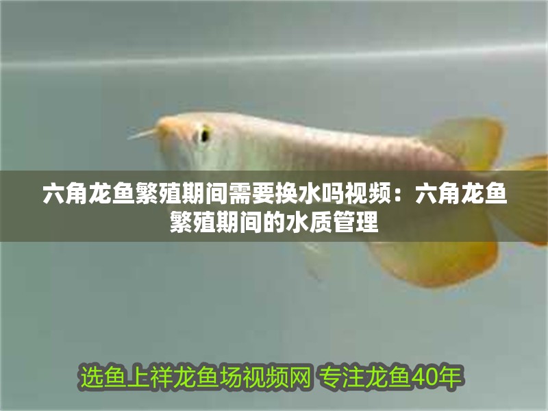 六角龍魚繁殖期間需要換水嗎視頻：六角龍魚繁殖期間的水質管理