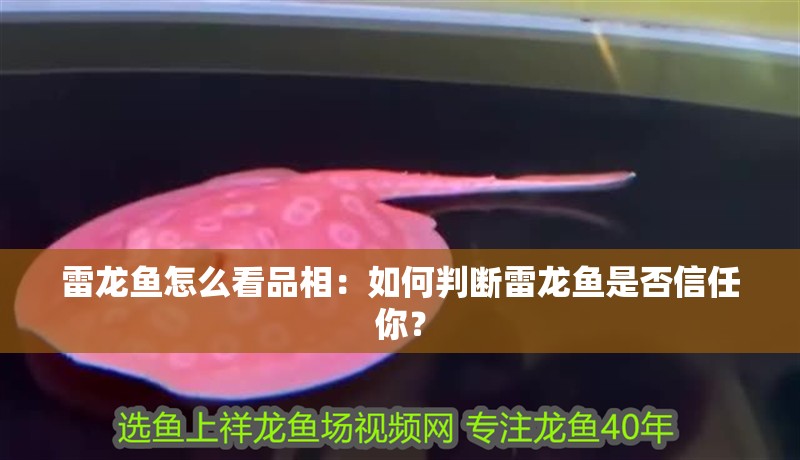 雷龍魚怎么看品相：如何判斷雷龍魚是否信任你？