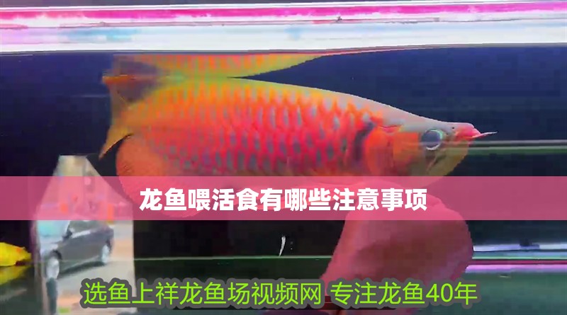 龍魚喂活食有哪些注意事項
