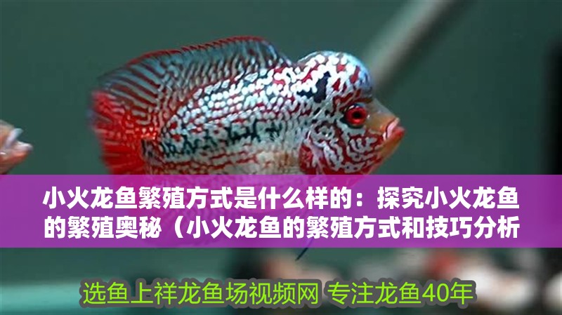 小火龍魚繁殖方式是什么樣的：探究小火龍魚的繁殖奧秘（小火龍魚的繁殖方式和技巧分析火龍魚的繁殖過程詳細分析）