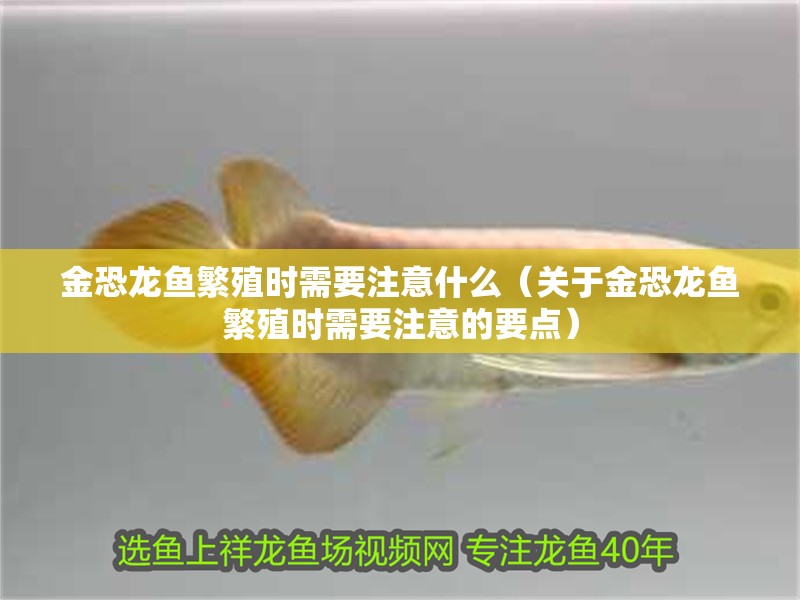 金恐龍魚繁殖時需要注意什么（關于金恐龍魚繁殖時需要注意的要點）