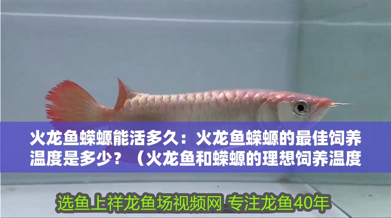 火龍魚蠑螈能活多久：火龍魚蠑螈的最佳飼養(yǎng)溫度是多少？（火龍魚和蠑螈的理想飼養(yǎng)溫度）