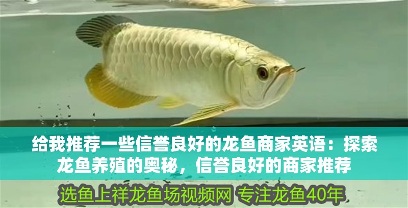 給我推薦一些信譽良好的龍魚商家英語：探索龍魚養殖的奧秘，信譽良好的商家推薦